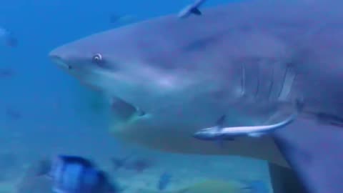 Bull shark feeding don't get in the way