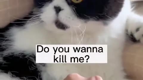 Funny Cat