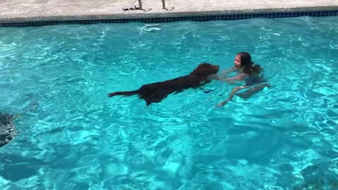 July 4, 2021 - A Rescue Dog That Can't Stay Out of the Swimming Pool