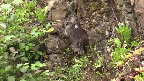 A climbing Porcupine