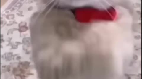 Funny cat action