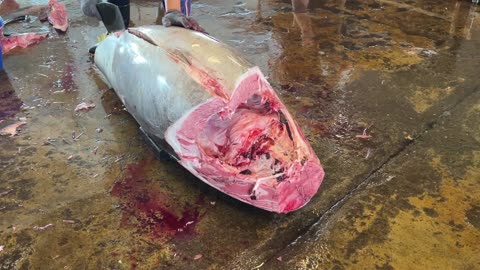 Amazing huge bluefin cutting skills 1of8- floods their bodies with chemicals like cortisol