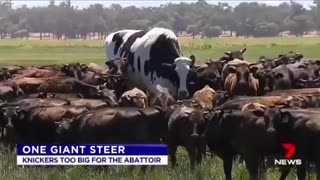 Large Steer