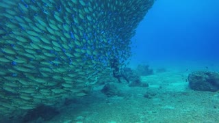 Diving with schools of fish