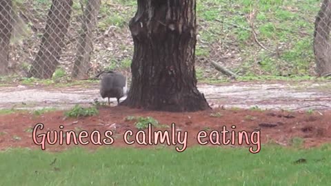 Robins Spar While Guinea Eats
