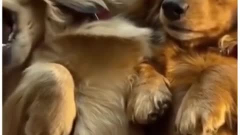 funny cute dog video