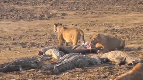 Mother Lion sacrifices himself to Save 2 Lion Cub across river - Crocodile is King River, Lion Lose