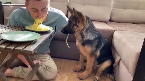 Spaghetti Eating Competition: My German Shepherd Puppy vs. Me