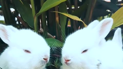 Cute Rabbits Babies Eating Plant