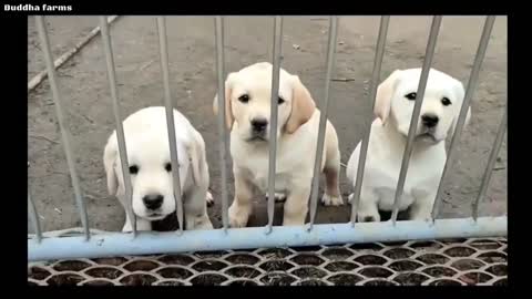 Free dog adoption labrador free adoption heavy bone puppies 🔥👌