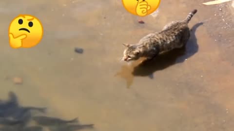 😱Fish Vs Cat😤 See Who Is Winner 😱