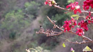 Picking Panzhihua Kapok Tree Blossoms for Cooking