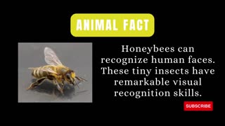 Animal Fact: Mind-Blowing Bee Fact: They Know Your Face! 🐝