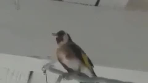 Crazy goldfinch