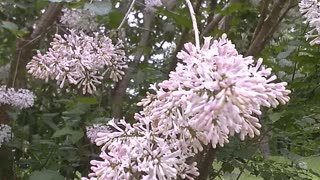 Lilacs