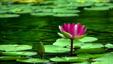 Beautiful lotus flower in a lake