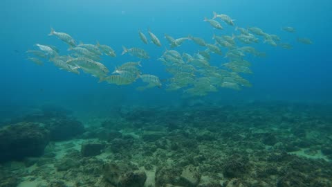 ORGANISMS UNDER DEEP WATER(OCEAN) | FISH AND IN DEEP 💦WATER|