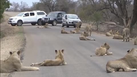 Pack of lion's blocking the way!!