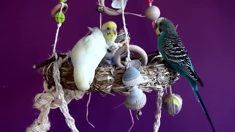 Budgies and Cockatiel Birds Playing and Feeding