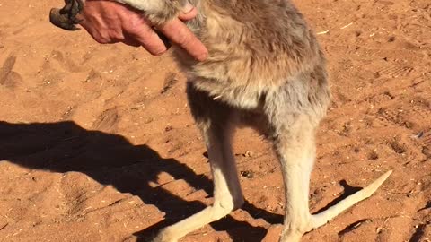 Baby Kangaroo Affection