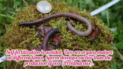 Earthworm Reproduction - Earthworm Cop- Sexual Reproduction_Cut