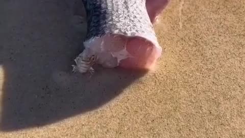 This Beach Worm || How to catch Australian BEACH WORMS 😳😱