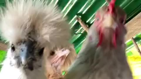 New hen band