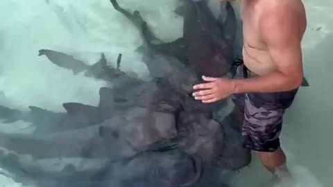 Instructor Talks to Nurse Sharks