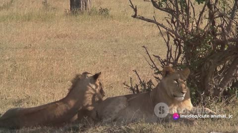 Lion Kings: The Powerful Males and Their Roles in the Pride