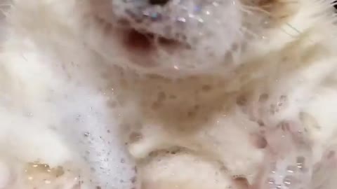 African pygmy hedgehogs naturally clean themselves in sand, but _Mr. Pokee😻 likes a bath