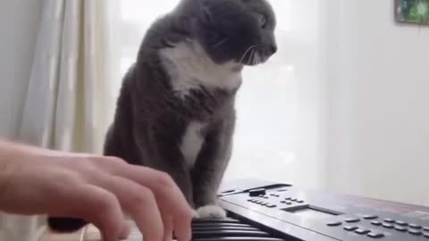 Making music with cat