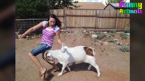 Fanny Goats 🐐 Attacking People- Fanny animal's video