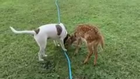 Fawn and dog