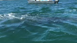 Baby Grey Whale