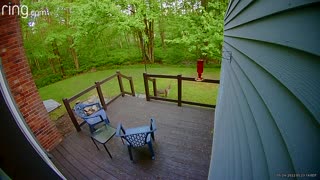 Backyard Bobcat