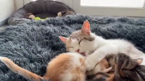Mom Cat Attacked by Tiny Kitten [Cuteness Overload]