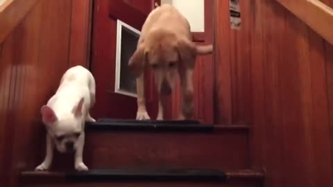 Big Brother Shows Scared Puppy How To Use Stairs
