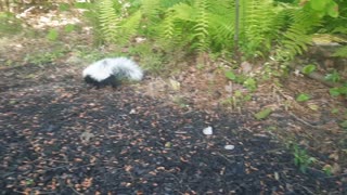 Beautiful baby skunk walking in the woods. It lives under the porch.