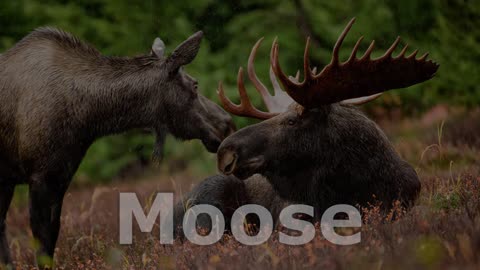 Moose Sounds Moose Pictures The Sound A Moose Makes