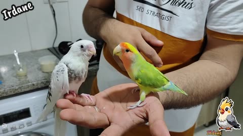 feeding love birds