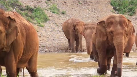 Trend#Rumble#elephant funny video#