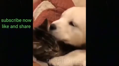 Funny cat videos funny dog video cat's meow meow meow meow meow