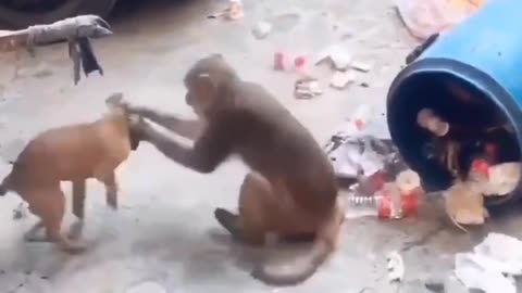 Monkey and dog's funny video 🤣