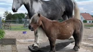 True rocking horses