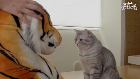 WHAT WOULD HAPPEN IF CATS MEET A TIGER (ENG SUB)