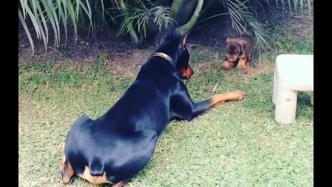 Precious puppy challenges larger Doberman dog