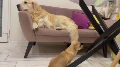 Cute Puppy tries to play with Golden Retriever who ignores him