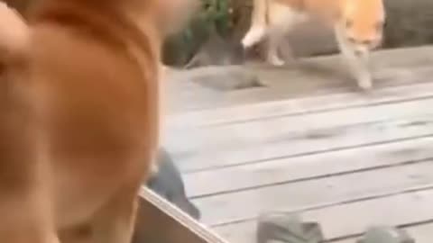 💞😆Cats and dogs fighting very funny😂|| Try not to laugh ||#shorts Shorts Clips Hub