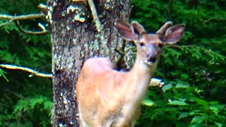 Spike Horn Buck