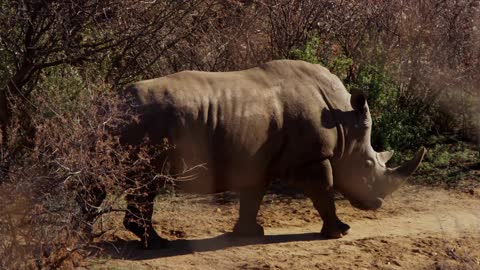 Traveling Shot Of A Rhino Walking Through Bushes